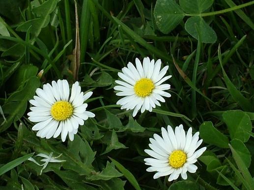 3 daisies