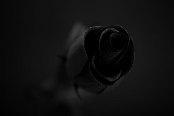 black rose