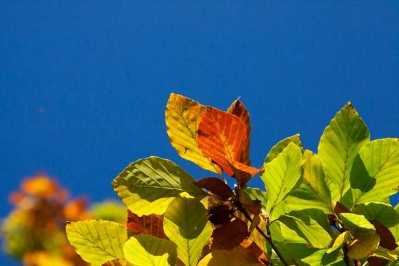 colorful beech leaves