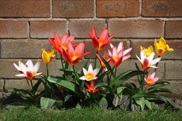 colorful tulips