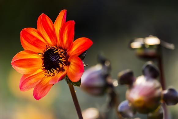 dahlia flower backdrop elegant closeup blurred