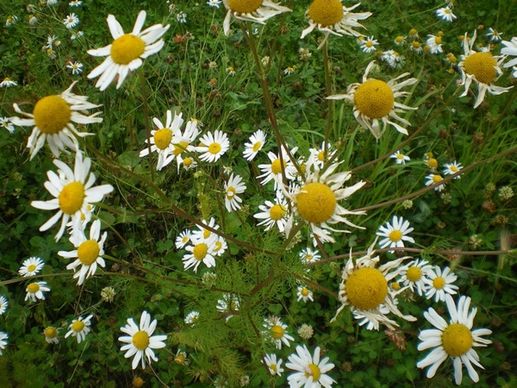 daisies