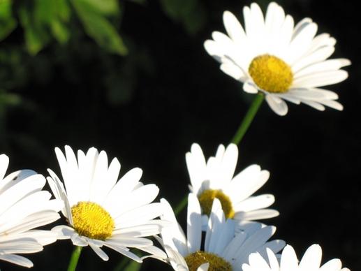 daisy flowers