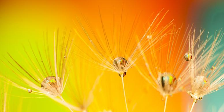 dandelion flowers backdrop picture blooming closeup 