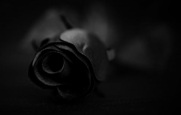 dark rose