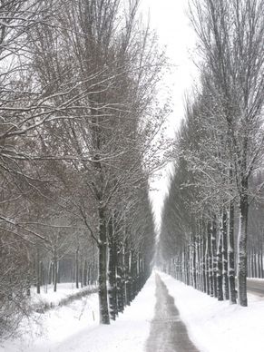 landscape winter snow