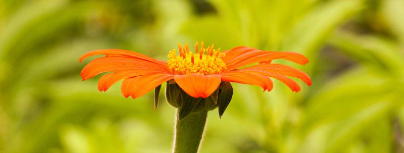 nature backdrop picture blooming flower closeup 