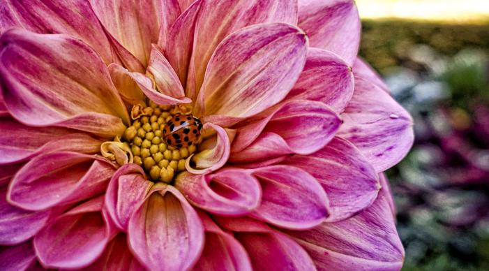 nature picture dahlia ladybug closeup