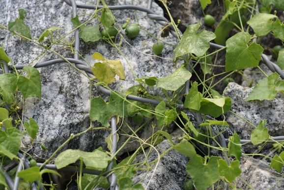 nature plants stone