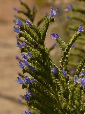 ordinary natternkopf flower snake head