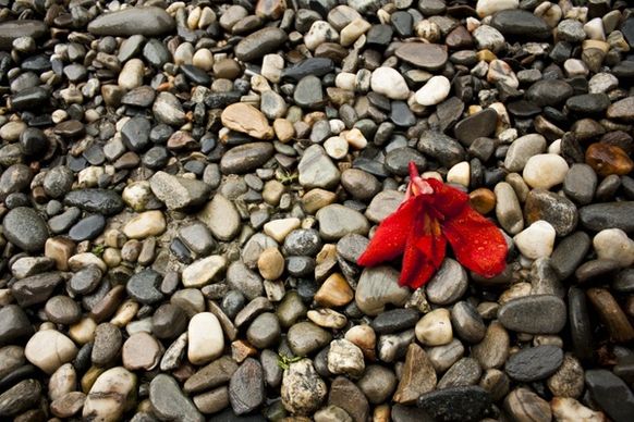 pebbles pebble nature