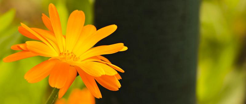 pointed flower backdrop template contrast elegance 