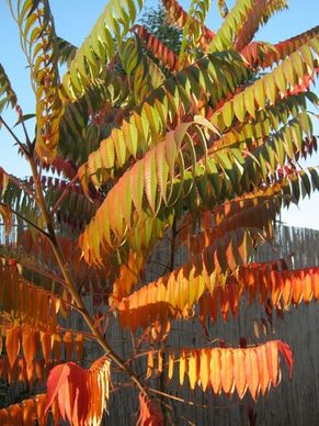 rhus autumn colorful