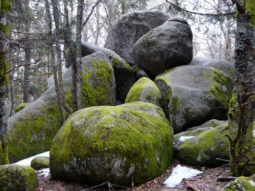 stone woodland nature