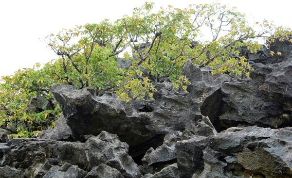 stones and trees