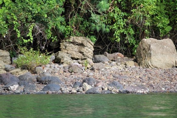 stones and trees 2