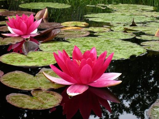 water lilies red dust