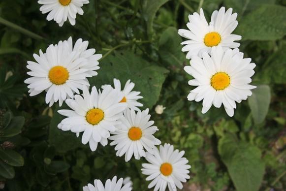 white daisies