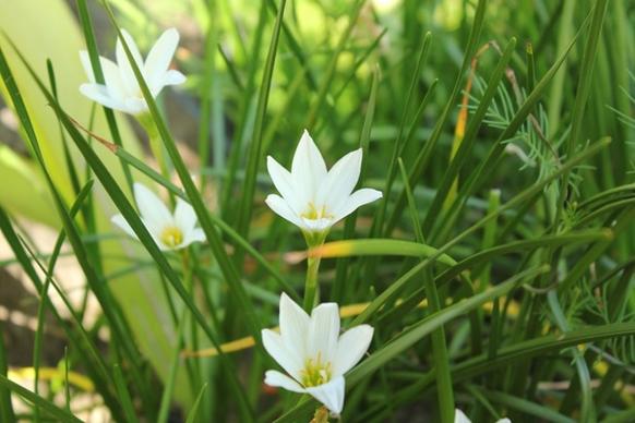 white flower flower small flower