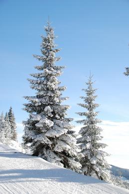 winter snow tree