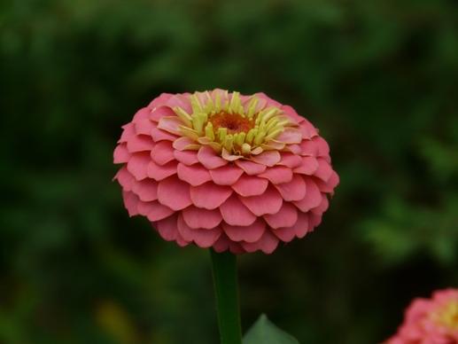 zinnia flowers colorful