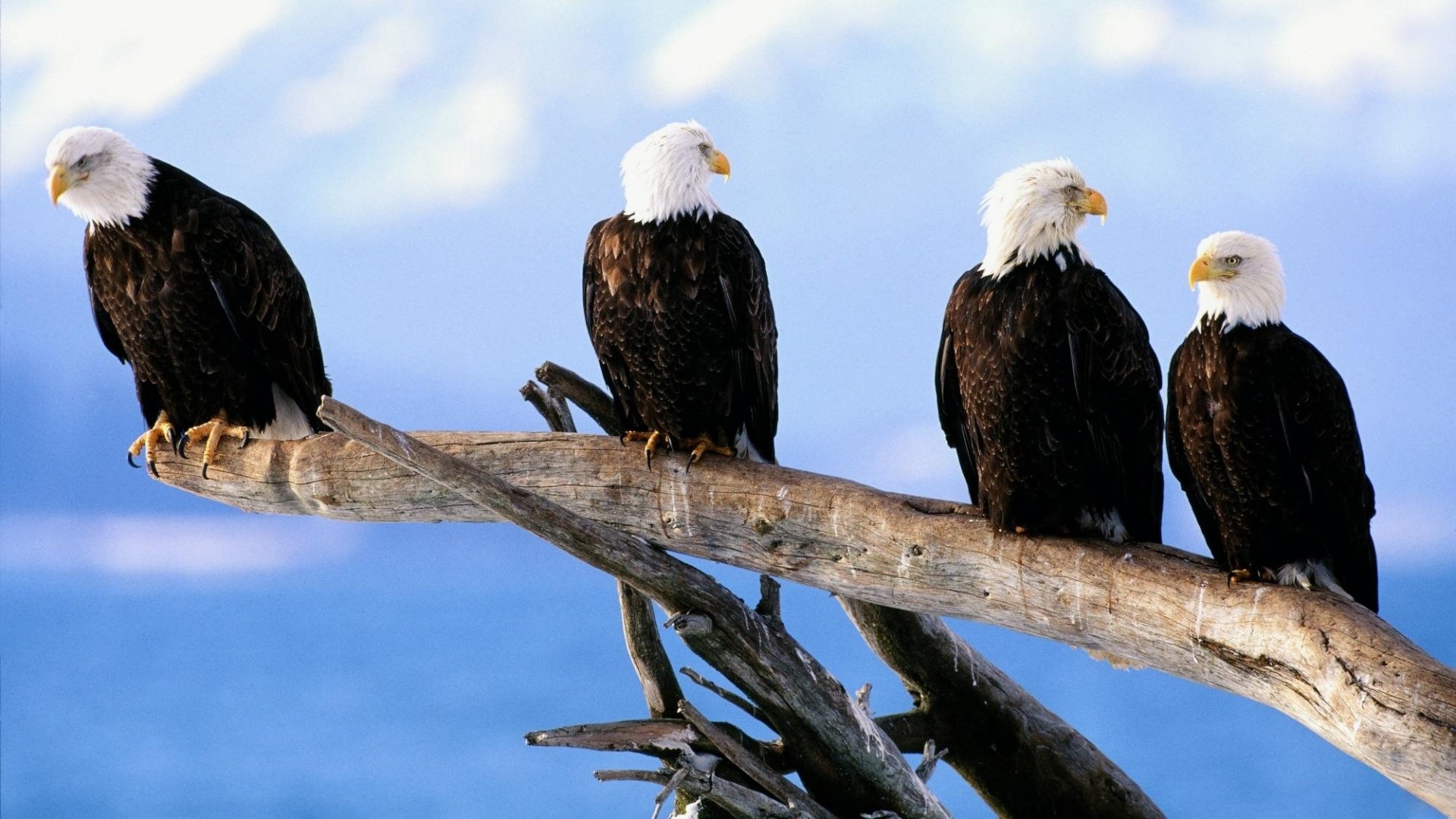 Bald Eagles on Branch