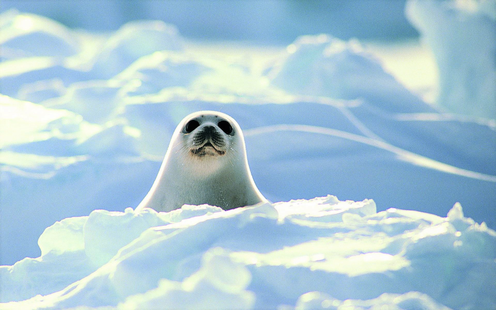 Harp Seal Pup Wallpaper