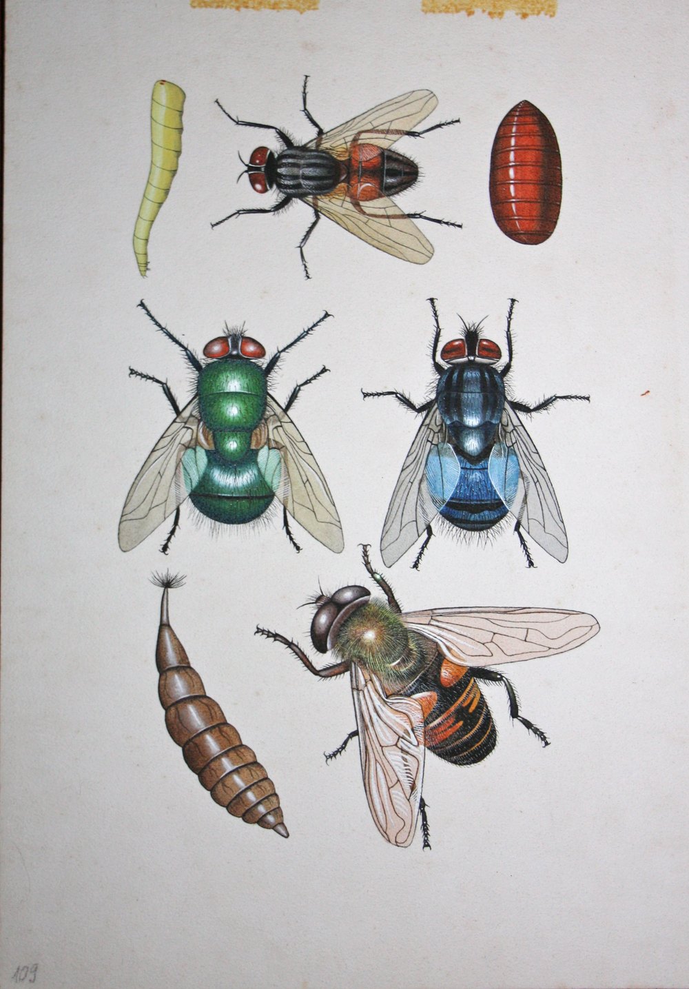 Antiques Atlas - Insects - Book Illustrations - Original Artwork ...