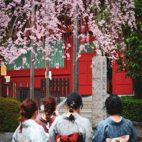 Cherry Blossom Forecast 2025: Catch the Early Blooming Dates for the Sakura Season This Year!