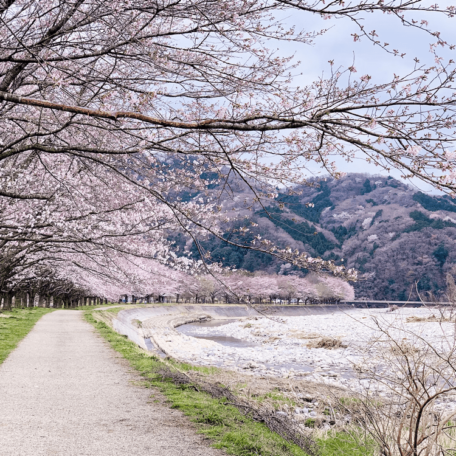 10 Cherry Blossom Varieties Not to Miss in Japan