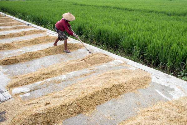 Pupuk Sulit Didapat Produksi Gabah di Aceh Merosot