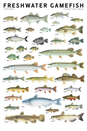 Freshwater Gamefish of North America Poster | Independent Publishers Group