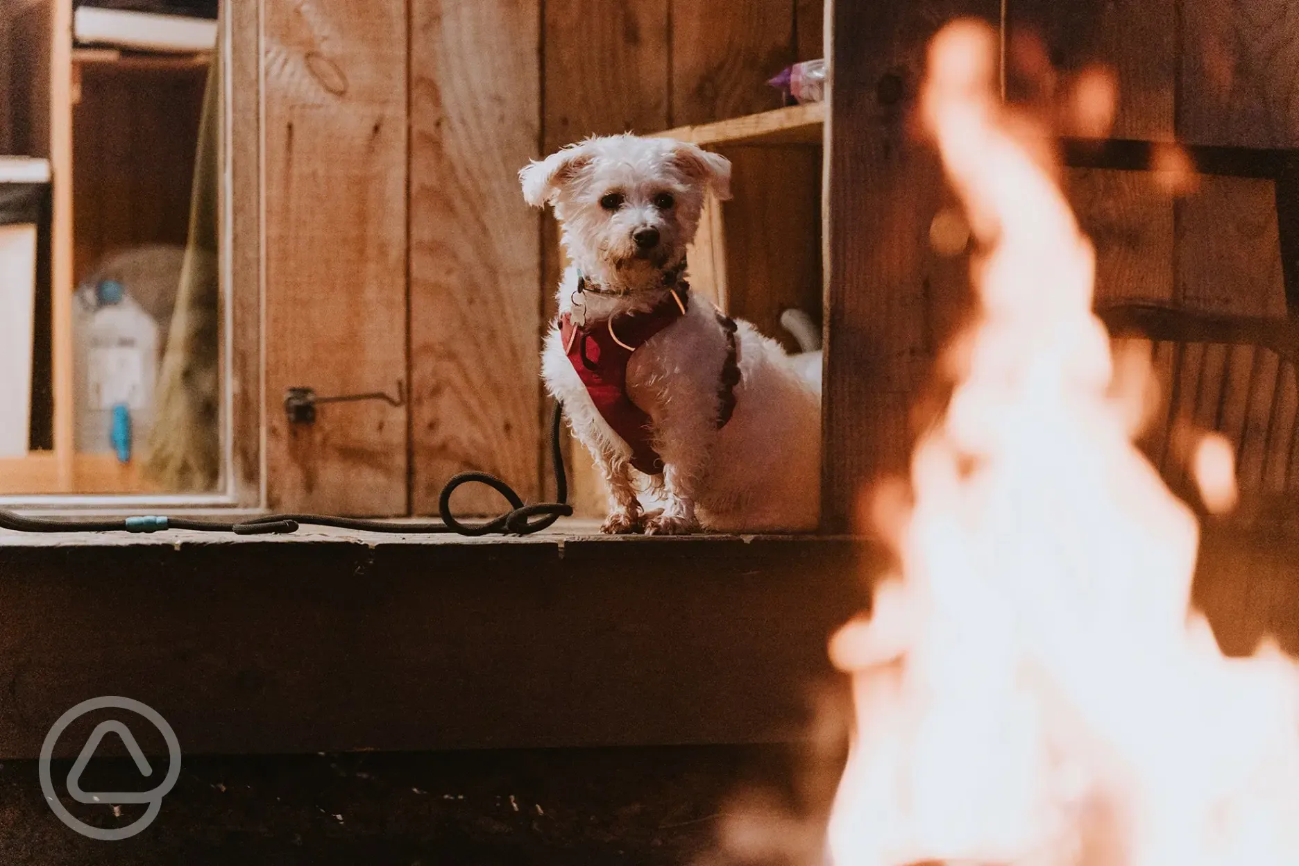 Mulberry cabin dog friendly