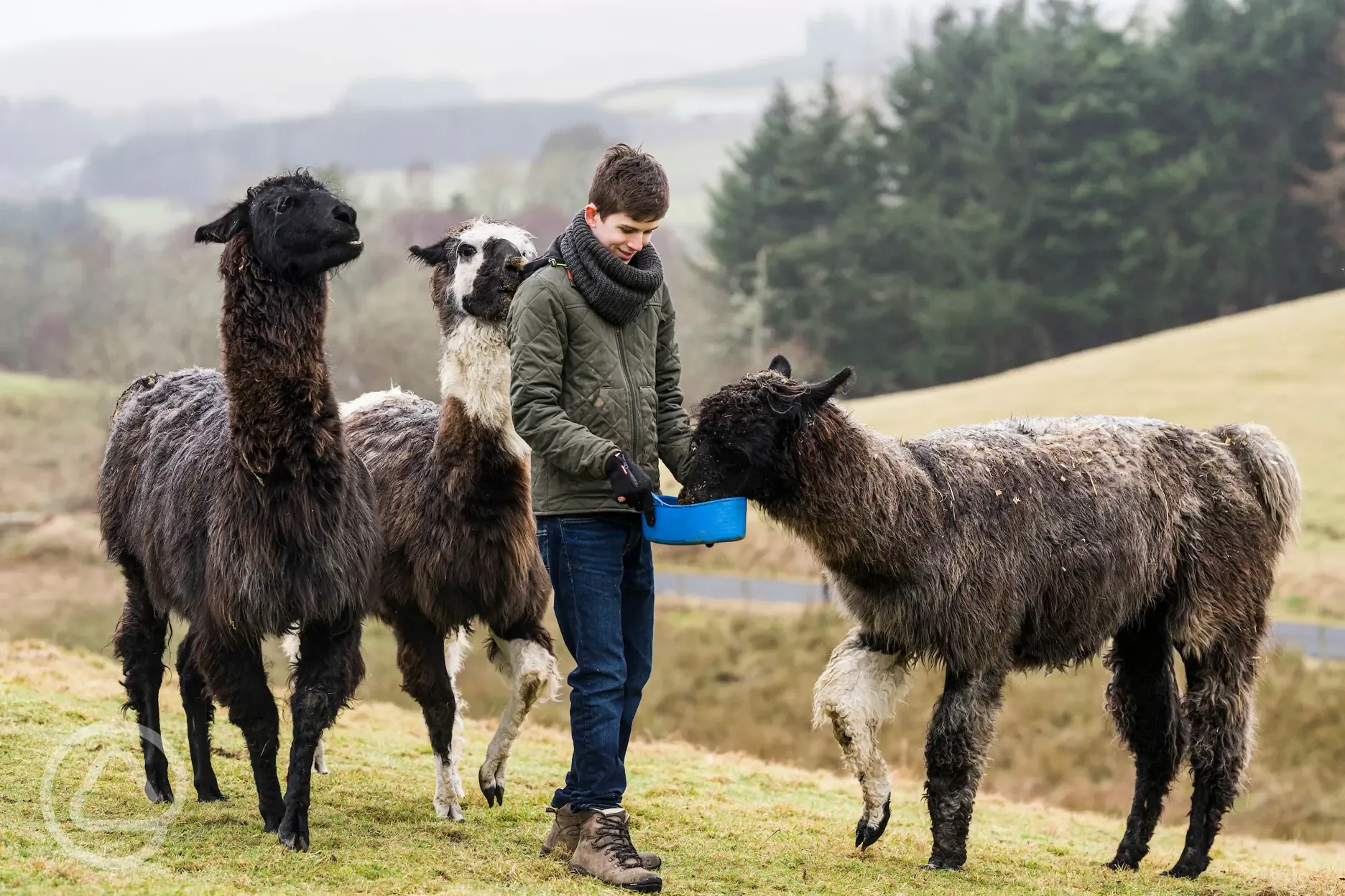 Onsite alpacas