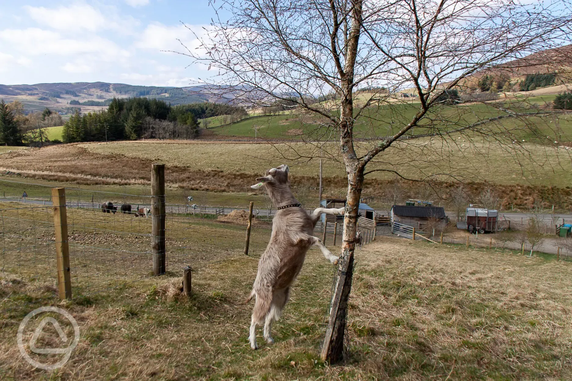 Onsite goats