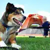 Dog friendly campsites