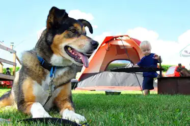 Dog friendly campsites