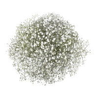 Premium Baby's Breath, 5-stem, 1 Each