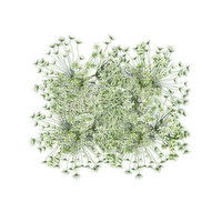 Queen Anne's Lace, 1 Each