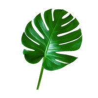 Monstera Leaf, Medium, 1 Each