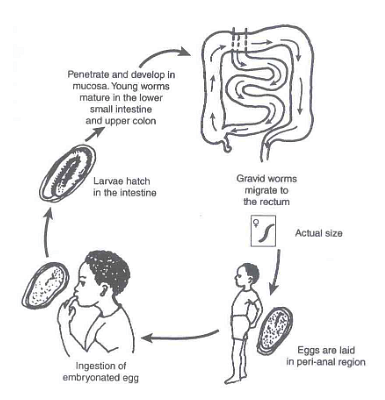 Pinworm Life Cycle: Symptoms & Prevention