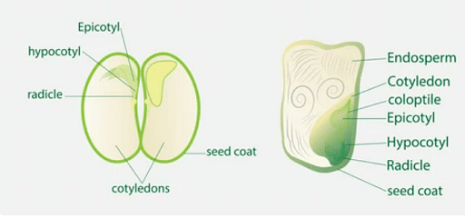 Difference Between Dicotyledons and Monocotyledons