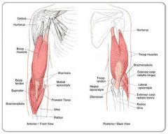 Biceps brachii
Brachialis
Brachioradialis