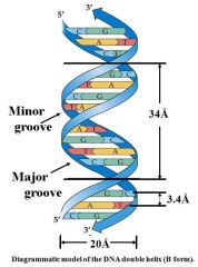 Biochemistry Exam IV - Nucleic Acid Structure Flashcards - Cram.com