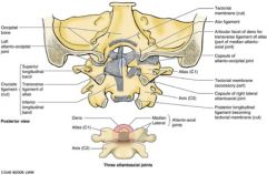 A&P lab: neck and spine MS NEU 2012 Flashcards - Cram.com