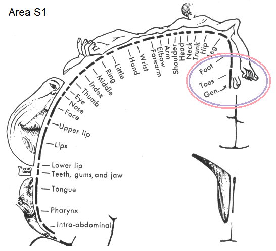 The 7 Erogenous Zones Chart Friends