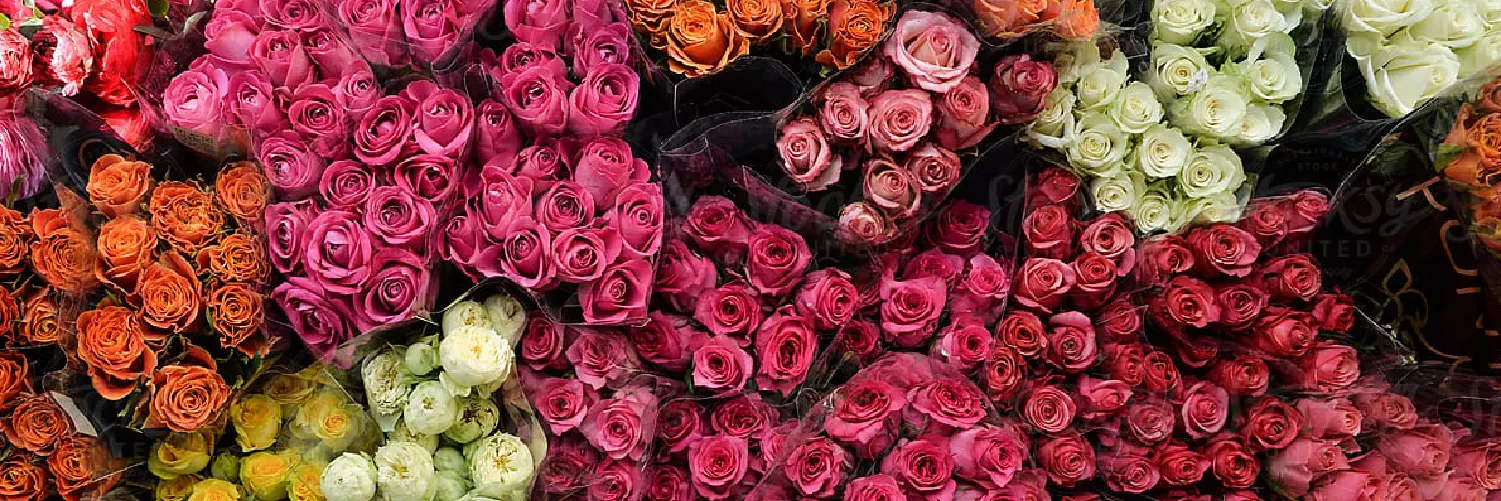 The Complete Rose Color Meanings Guide