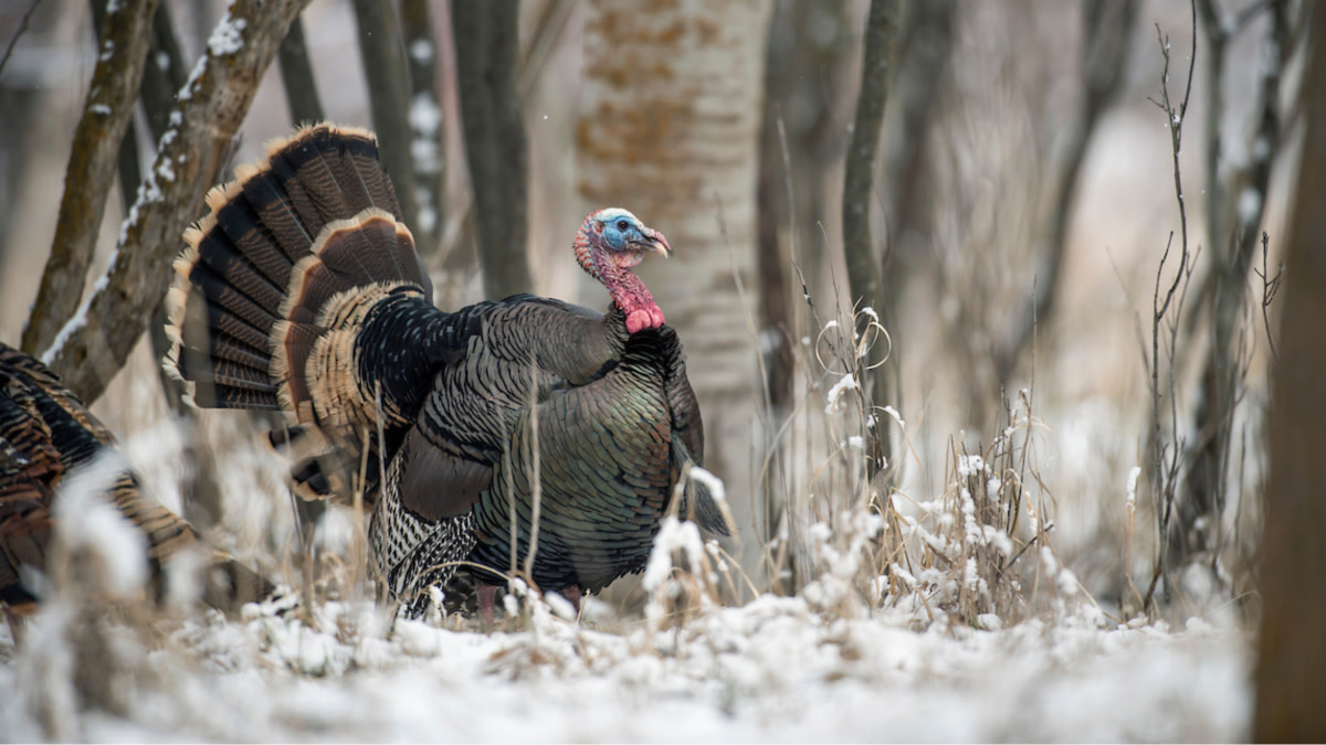 3 Turkey Calls Every Hunter Should Own | MeatEater Hunting