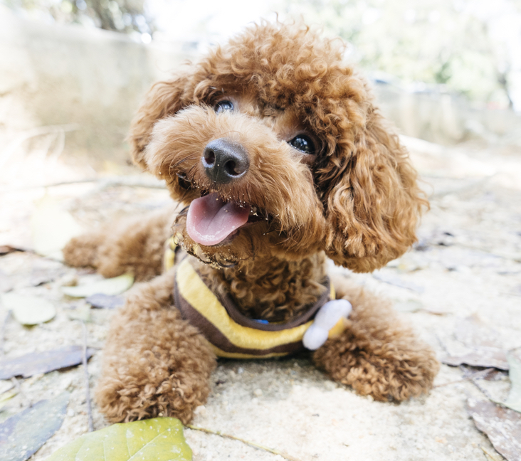 Picture of Toy Poodle