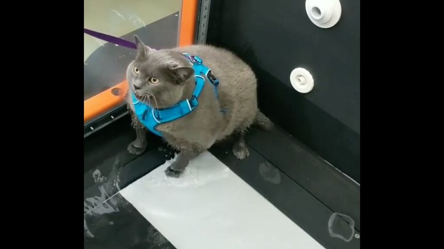 Obese Cat Hates Exercising As Much As You Do